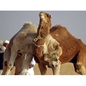 Camels Fight During the 36th Sahara Festival of Douz, Southern Tunisia 