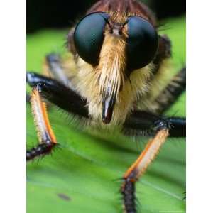  Close View of a Bee Killer, Promachus Fitchii Stretched 