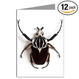  Goliath Bug Note Card set