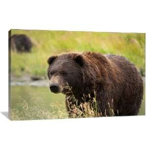 Brown Bear Hunting   Gallery Wrapped Canvas   Museum Quality  Size 48 