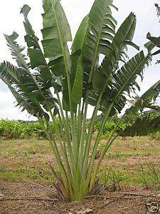 Ravenala madagascariensis   TRAVELERS PALM 100 seeds  