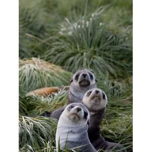Antarctic Fur Seals (Arctocephalus Gazella), Husvik Island, Antarctic 