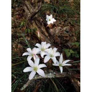 Atamasco Lily (Zephyranthes Atamasco) Flowers Blooming 