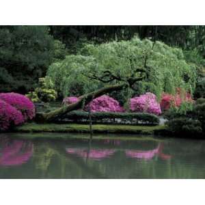 Reflecting pool and Rhododendrons in Japanese Garden, Seattle 