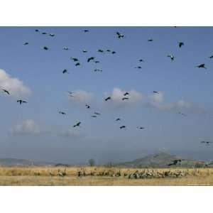  Flock of Common Cranes in Flight and Another at Rest on the Ground 