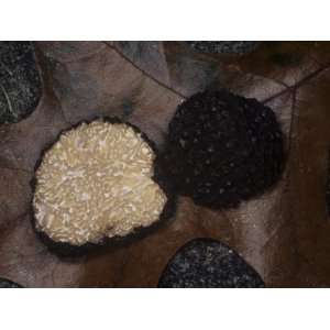  A Black Truffle (Tuber Melanosporum), Appalachian Mountains 
