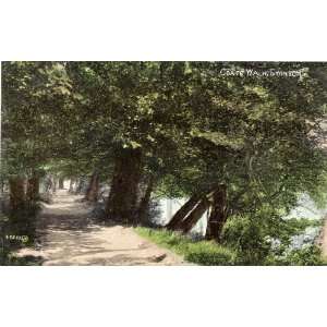   1905 Vintage Postcard Coate Walk   Swindon England UK 