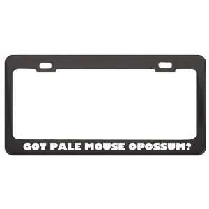 Got Pale Mouse Opossum? Animals Pets Black Metal License Plate Frame 