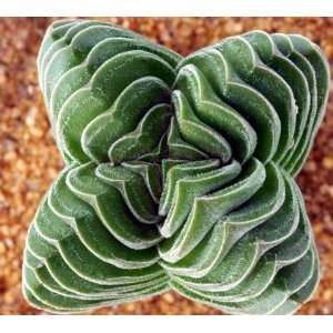  Crassula Mix 20 Seeds   Many Unusual Varieties   Easy 