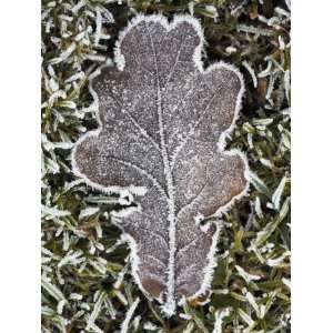  Frosted Oak Leaf on the Frozen Heathland, New Forest 