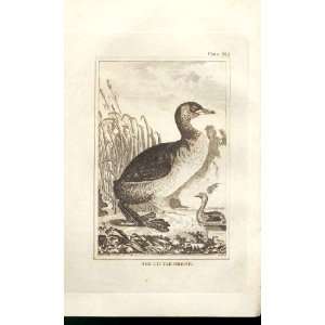  The Little Grebe 1812 Buffon Birds Plate 212