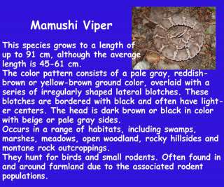 MAMUSHI VIPER Gloydius blomhoffii choco egg figure gift  