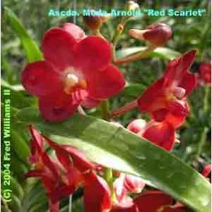 Ascda Meda Arnold Red Scarlet  Grocery & Gourmet Food