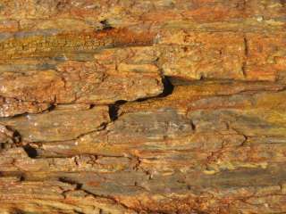 Petrified wood log Amazing 54 inches long  