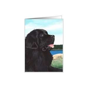 Newfoundland Dog Get Together Party Invitation Card