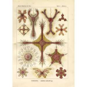  Ernst Haeckel 1904   Discoidea   Artforms of Nature 