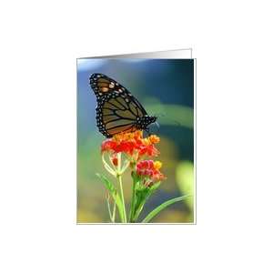  Monarch Butterfly on Scarlet Milkweed Flowers    Blank 
