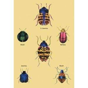  Framed Black poster printed on 20 x 30 stock. Beetles of 