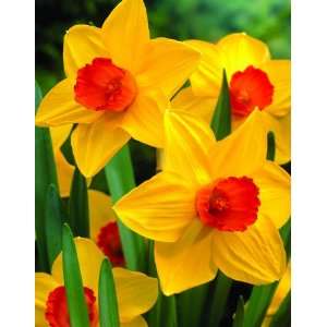  Daffodil Brackenhurst Flower Bulbs   6 Bulbs Patio 