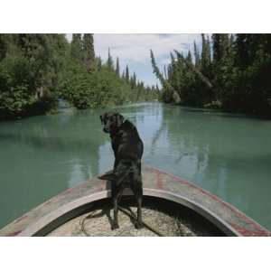  A Black Labrador Dog Travels up the Kenai River on a Boats 
