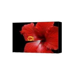   Tropical Red Hibiscus Kahului Maui Hawaii Canvas