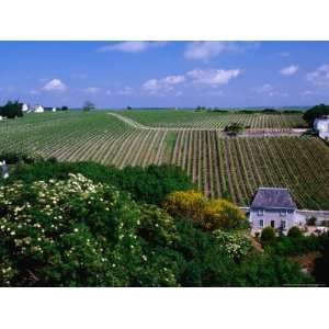  Vineyards and Farmhouses, Chinon, France Lonely Planet 