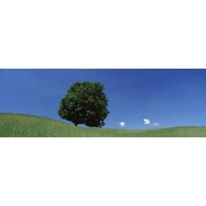  View of a Lone Tree on a Hillside in Summer by Panoramic 