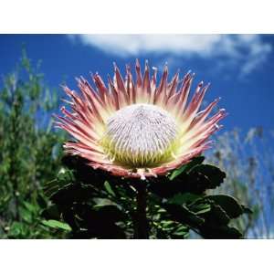  Flower of the King Protea, Kirstenbosch Botanical Gardens 