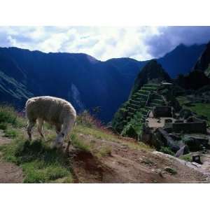  Inca Ruins of Machu Picchu, Llama, Peru Photographic 