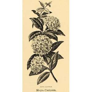  1895 Print Hoya Carnosa Flower Wax Plant Art   Original 