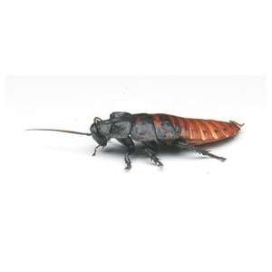 Nasco Insects Live Individual Madagascar Hissing Cockroaches  
