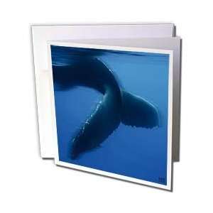  Kike Calvo Whales n Dolphins   North Atlantic Humpback 
