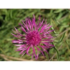 Close Up of the Greater Knapweed Flower, Taken in August, in England 