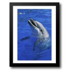 Dolphin Sea World San Diego California USA 22x28 Framed 