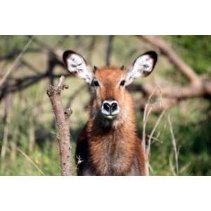  Ugandan Defassa Waterbuck   6x10 