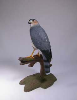 Sharp shinned Hawk Original Wood Bird Carving/Birdhug  
