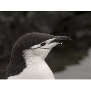 Chinstrap Penguin, Aitcho Island, South Shetland Islands, Antarctica 