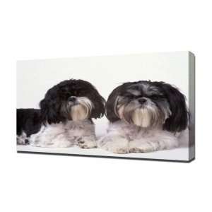  Shih Tzus   Canvas Art   Framed Size 24x36   Ready To 