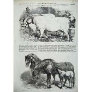   1856 Show Chelmsford Charolais Bull Cow Horses Print