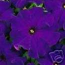 Petunia Dreams Midnight   25 Flower Seeds *Deep Blue*