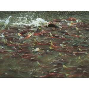 A School of Salmon Migrating to Spawning Grounds Stretched 