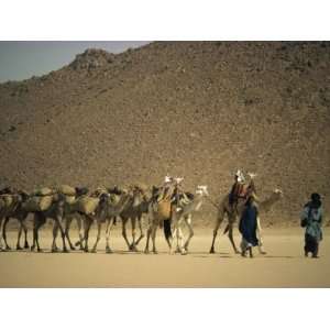  Tuareg People Leading Camel Train across Desert, Algeria 
