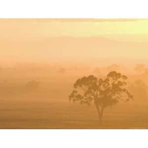  Eucalyptus Tree and Morning Fog, Carroll, New South Wales 