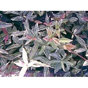  Jasmine Tri Color Star Asiatic Trachelosperumum ~6 pack 