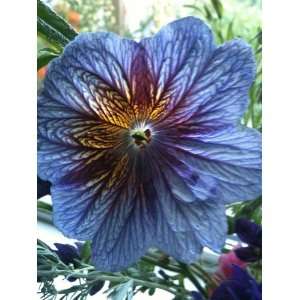 Russian Blue Salpiglossis Flower Seed Pack Sale