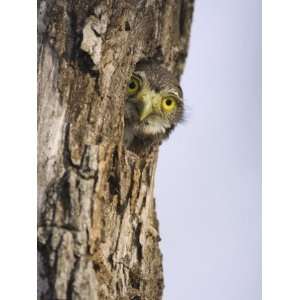 Ferruginous Pygmy Owl Young Peering Out from Nest Hole, Rio Grande 