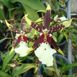 OC151 Orchid Plant Brassidium Fly Away Grocery & Gourmet Food