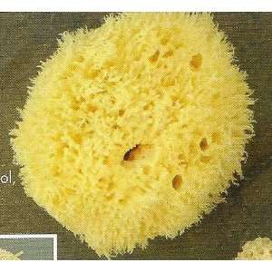  Sea Wool 8 Sponge