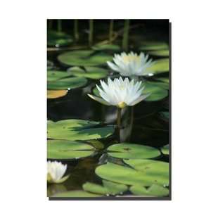  Lovely Lillies by Patty Tuggle, Canvas Art   32 x 22 