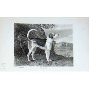  Antique Portrait 1896 Trojan Dog Hunting Sport BailyS 